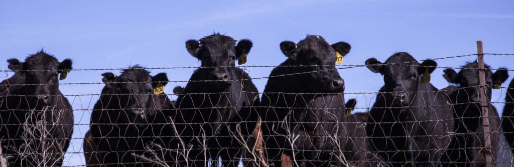 Two black cows are behind a barbed wire fence.