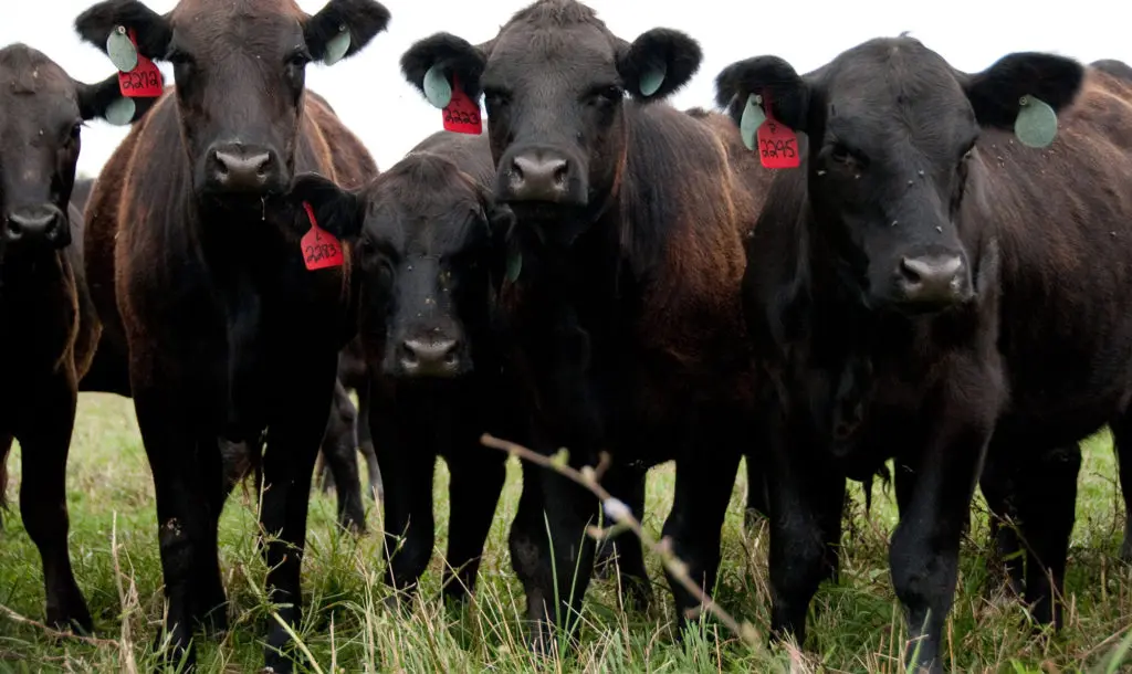 A herd of cattle standing in tall grass.