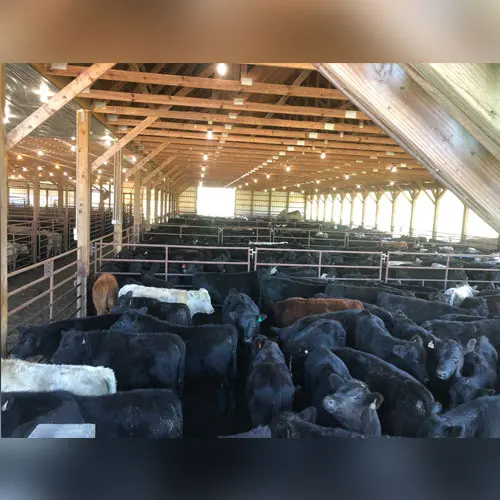 A large pile of cattle in a barn.